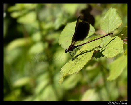 Caloptéryx hémorroidal - Calopteryx haemorrhoidalis mâle